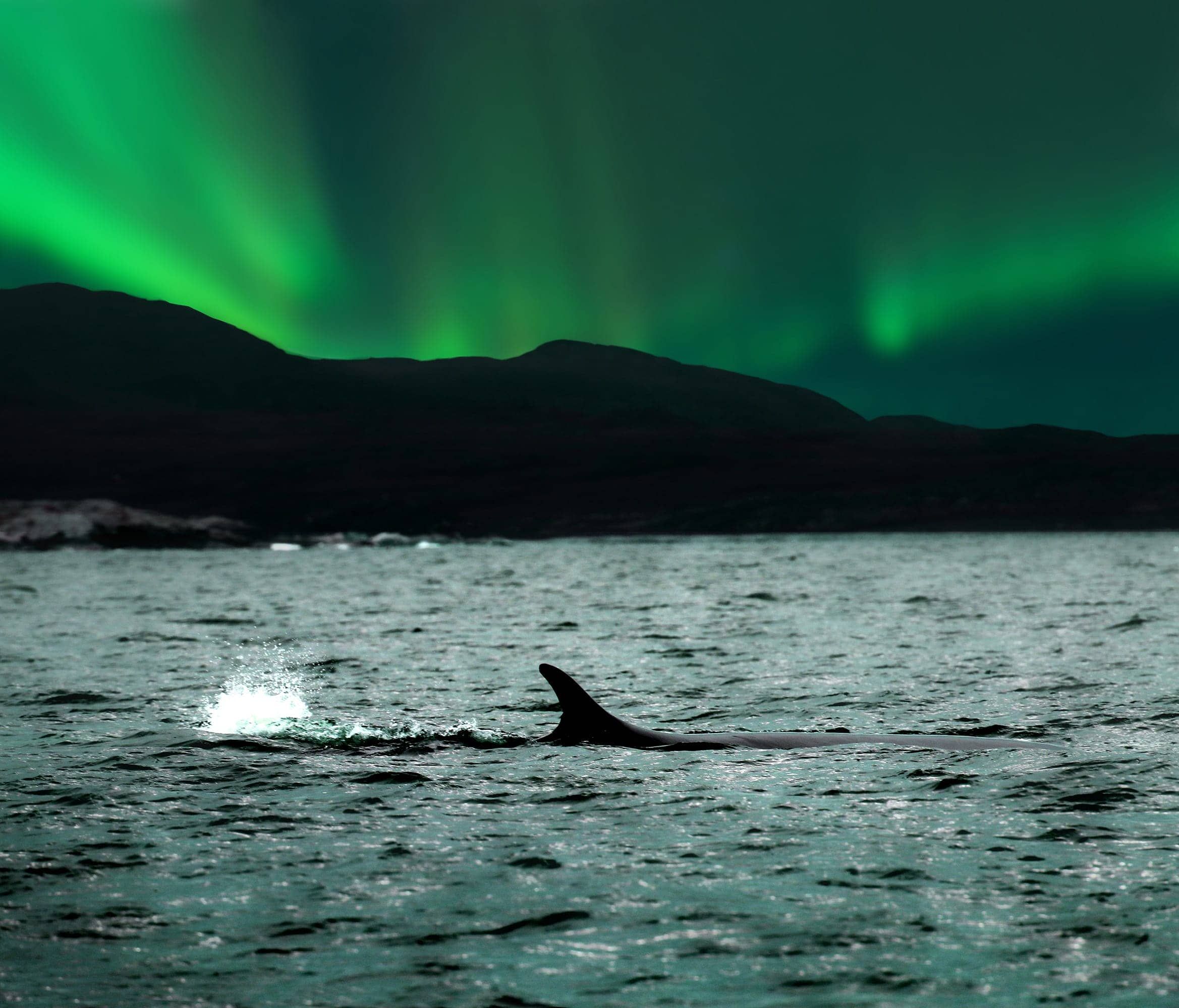 Walbeobachtung in Grönland