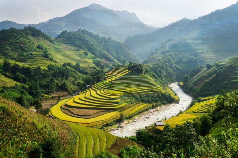 Reihenreisfeld in Vietnam